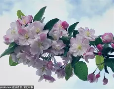 里尔直接晋级欧冠16强